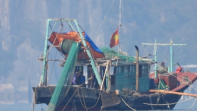 Cruise ship owners frustrated as trawlers continue to wreak havoc on Ha Long Bay
