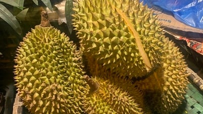 Thiếu quy chuẩn độ chín, sầu riêng không có 'trọng tài chất lượng'