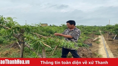Hiệu quả chuyển đổi đất lúa kém hiệu quả sang trồng đào cảnh ở xã Vân Sơn