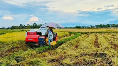Which province or city has the smallest rice growing area in the country?