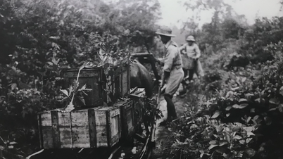 Sieg in Dien Bien Phu: Die Wahrheit über die Disziplin der Viet Minh