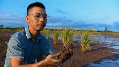 Organic earthworm production and the problem of saltwater intrusion