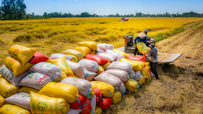 លើក​ឡើង​ឋានៈ​អង្ករ​វៀតណាម