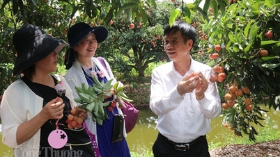 សហគ្រាសជប៉ុនមានបំណងជំរុញការកែច្នៃយ៉ាងស៊ីជម្រៅរបស់ Thanh Ha Lychee