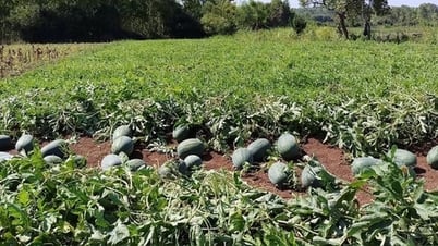 Dưa hấu ngon, được nắng, dân huyện này của Bình Định hễ hái một sào được 2,6 tấn, bán hết veo