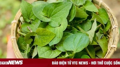 Unexpected uses of fish mint