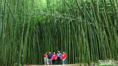 “Lạc” trong rừng trúc ở Nguyên Bình