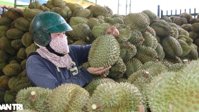 Sầu riêng dẫn đầu kim ngạch xuất khẩu trái cây