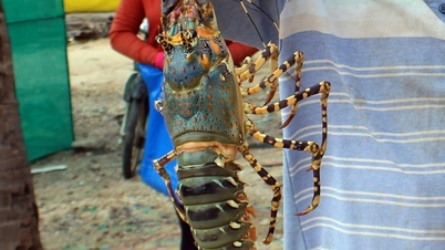 បង្កង Spiny របស់វៀតណាមមិនអាចនាំចេញបានទេ៖ ចិននិយាយចេញមក