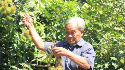 These are specialty trees that produce delicious fruit and are bringing billions of dollars to farmers in a commune in Khanh Hoa.