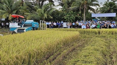 Can Tho: Replicating the high-quality, low-emission rice cultivation model to increase production value for farmers