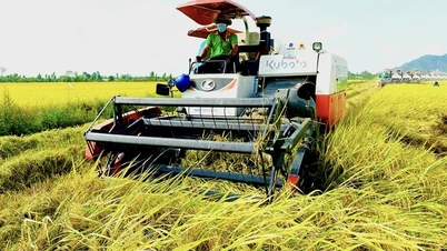 Giá lúa gạo hôm nay ngày 24/6/2024: Giá gạo tăng 100 đồng/kg; giá lúa quanh mốc 7.200