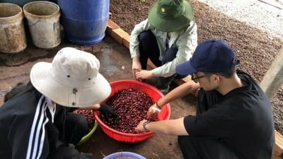 Dự báo giá cà phê ngày mai 3/1/2025: Ít biến động