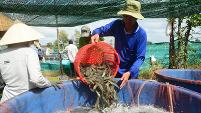 Reducing intermediate costs and input materials of the shrimp industry