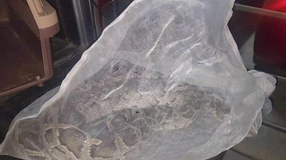 1.7m long python discovered crawling into apartment complex