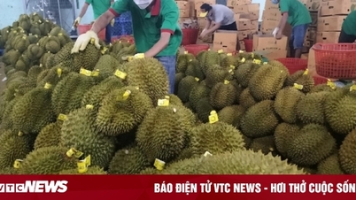 ហេតុអ្វី​បាន​ធូរេន​ឡើង​ថ្លៃ​ដល់​ជាង ១២​ម៉ឺន​ដុង​ក្នុង​មួយ​គីឡូក្រាម?