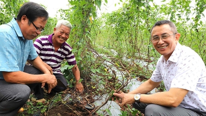 Construction d'une zone de culture et de transformation de Polygonum multiflorum à Dong Nai