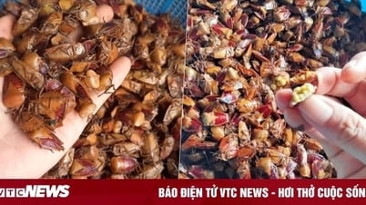 Loại côn trùng hôi hám, bị tránh xa nay bỗng thành đặc sản đắt đỏ