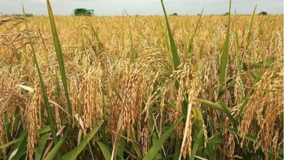 Giá lúa gạo hôm nay 20/8/2024: Giá gạo giảm 50 -100 đồng/kg, giá lúa tăng 100