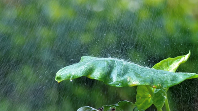 Hear frogs croaking from the middle of the sky