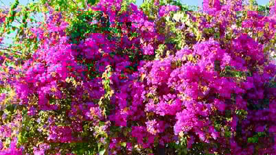 Young people enjoy checking in at the colorful bougainvillea street in Nha Trang