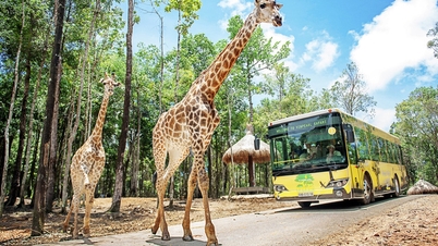 Vinpearl Safari Phu Quoc se encuentra entre los mejores zoológicos y acuarios de Asia.