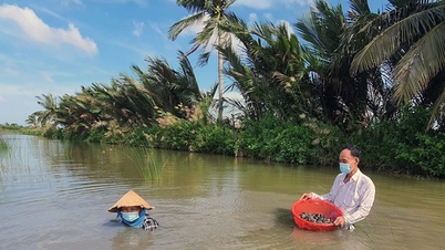 ចិញ្ចឹម​ក្តាម​ថ្នមៗ​ដូច​ដុំ​ដី​ដោយ​មិន​បាច់​ចិញ្ចឹម កសិករ​នៅ Ca Mau រក​ឃើញ​ហើយ​លក់​បាន​តម្លៃ​ខ្ពស់។