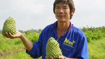 Anh trai Cần Thơ phát tài nhờ vườn ‘na sầu riêng’, trái to, ăn ngọt thanh