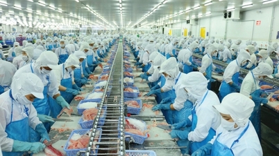 Vĩnh Hoàn (VHC) doanh thu tháng 11 giảm vẫn chi 20 tỷ cho nguyên liệu