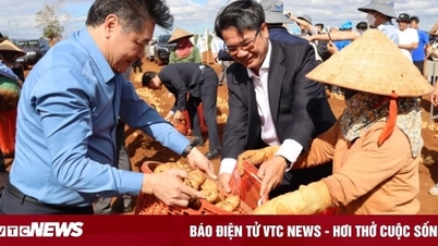 Farmers increase income thanks to sustainable potato production chain