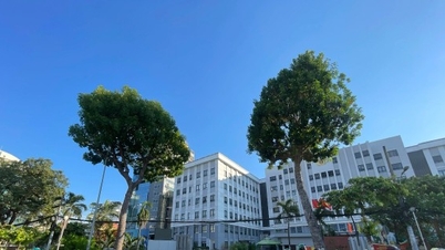 Metro Line 2 investor explains why more than 400 trees had to be cut down