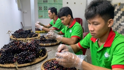 ទំពាំងបាយជូព្រៃ ផ្លែឈើព្រៃឆ្ងាញ់ នៅស្រុក Khanh Hoa ប្រជាជនជ្រក់វាទៅជាម្ហូបប្លែក ពេលបានភ្លក់អ្នកនឹងញៀន?