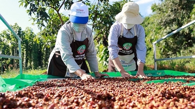 Thông tin trái chiều trước sự suy yếu của đồng USD, giá cà phê xuất khẩu giằng co