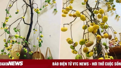 Chị em 'sốt xình xịch', thú chơi cành thị cắm bình lên ngôi