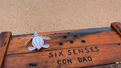 អណ្តើកសមុទ្រ Albino លេចឡើងនៅ Six Senses