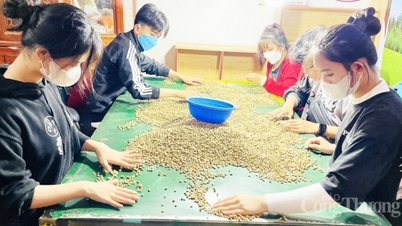 Domestic coffee prices continue to increase