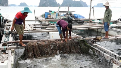 Đẩy mạnh phát triển nuôi biển quy mô công nghiệp, ứng dụng công nghệ cao