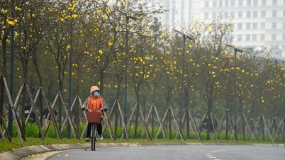 Mãn nhãn với đường hoa phong linh nở vàng đầu mùa trên đường phố Hà Nội