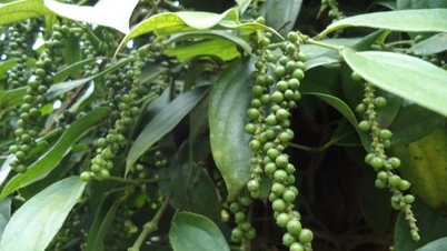 Xuất khẩu hồ tiêu của Việt Nam sang Mỹ cao kỷ lục