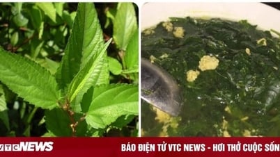 បន្លែ​៦​ប្រភេទ​ដែល​អាច​ប្រើ​បាន​ទាំង​ស៊ុប និង​ថ្នាំ​ព្យាបាល​ជំងឺ​