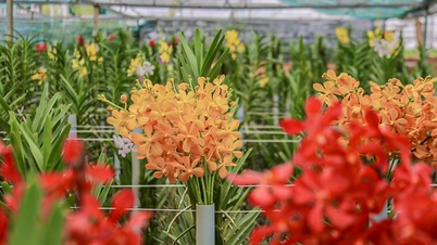 More than 200 thousand orchid roots are ready for the 2025 Lunar New Year flower crop