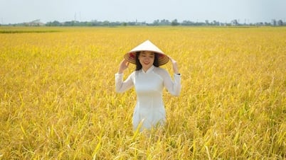Impressive golden season in a place with 'no mountains, only rivers', more than 100km from Hanoi