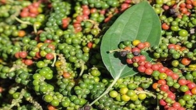 Áp lực giảm giá vẫn còn hiện hữu