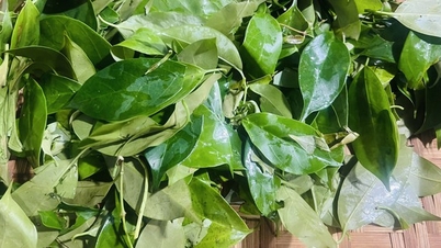 Loại rau rừng Tây Bắc ngon, sạch, lạ muốn đọc phải uốn lưỡi 2 lần, quý như nhân sâm của người Việt