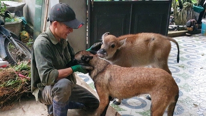 Chú nghé mới sinh bị bỏ rơi được vợ chồng thợ rừng cứu, nuôi như con