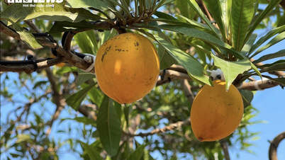 ដើម​ពង​ទា​ថ្លៃ​បំផុត​ក្នុង​ទីផ្សារ​ដាំ​ដើម​ឈើ​ដើម្បី​លម្អ​ដល់​ទៅ ៨០០ លាន​ដុង