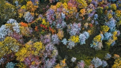 To the capital of hawthorn flowers Mu Cang Chai