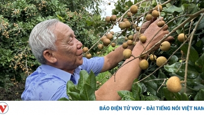 Can Tho ពង្រីកតំបន់ដាំដុះផ្លែឈើសម្រាប់នាំចេញ