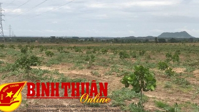 Đất trồng rừng phủ xanh đồi trọc đang bị lấn chiếm. Bài 2