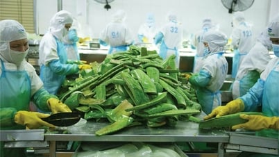 Nhiều nước tăng mua rau quả chế biến của Việt Nam